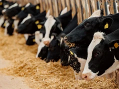 MRiRW wesprze producentów mięsa. Do 500 tys. euro na inwestycje