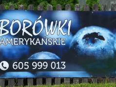 Borówki amerykańskie na sprzedaż. Niska cena