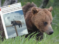 Niedźwiedź utknął na słupie wysokiego napięcia. Tragiczny finał