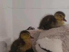 Nowi mieszkańcy Afrykarium i Odrarium. Sukces hodowlany ZOO Wrocław