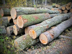 Nielegalna wycinka w rejonie Bukowej Góry. Roztoczański Park Narodowy odpiera zarzuty i podejmuje kroki prawne