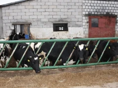 120 kg w 100 dni. Czy opas krów brakowanych się opłaca?