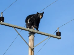 Niedźwiedź utknął na słupie energetycznym. Świadkowie nie mogli uwierzyć własnym oczom