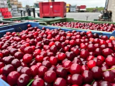 Nagły zwrot na rynku wiśni. Skupy obniżyły ceny nawet o 70 groszy za kilogram w ciągu jednego dnia