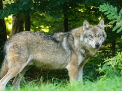 Wilk zaatakował 2-letnie dziecko w ogrodzie. Zagryzł psa i pokąsał matkę