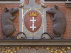 Szczur ma nosa, a Gdańsk ma problem