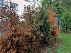 Jest w Polsce od kilku lat i masowo niszczy tuje w ogrodach. Jeśli to zobaczysz, działaj natychmiast