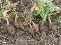 Kiła kapusty nie musi decydować o plonie. Jak InVigor® Crusador pomaga odzyskać kontrolę nad plantacją?