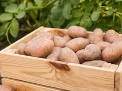 4,50 gr za kilogram ziemniaków. "Biznes przestaje mieć sens"
