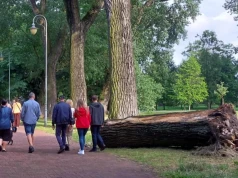 Koniec zielonej alei przy wieży spadochronowej. Po burzy runęło jedno drzewo, ale wyciąć trzeba cały szpaler