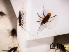 Karaluchy pojawiają się nawet w czystych mieszkaniach. Wchodzą zwykle tą drogą