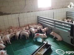 ASF znów uderza. Trzecie ognisko w Polsce i ponad 20 tys. świń w strefie zagrożenia