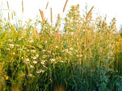 Rumianek rośnie nawet na najsłabszych glebach