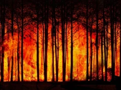Jak dotąd spłonęło 26 000 hektarów. Zaczęło się od pożaru kombajnu burmistrza?