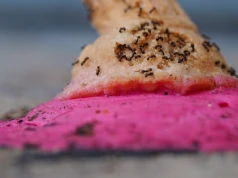 Sorbety z mrówkami w restauracji z gwiazdką. Właścicielowi grozi więzienie