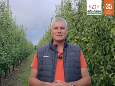 Komunikat sadowniczy Agrosimex: Po deszczach miodówka wyhamowała, ale nie odpuszcza. Robert Binkiewicz wskazuje, jak przygotować grusze do zbiorów
