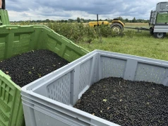 Czarne porzeczki przekroczyły 11 zł/kg