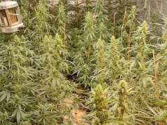 Domowa interwencja zakończyła się odkryciem plantacji. Policja zabezpieczyła blisko 400 krzewów konopi