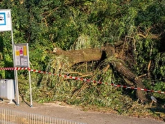 Drzewo runęło na trakcję tramwajową. Utrudnienia do późnego wieczora