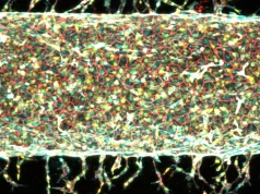Magnesy w inżynierii biomedycznej. MIT steruje rozwojem naczyń krwionośnych