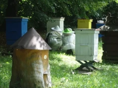 0,5 mln zł dla pszczelarzy z Kujaw. Czy te pieniądze poprawią warunki pszczół?