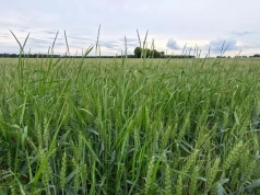 Jedna życica może wysiać nawet 5 tys. nasion. Tak szybko rośnie problem w pszenicy