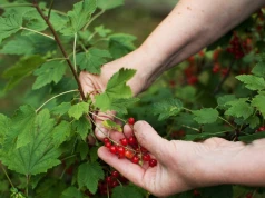 Letnie cięcie robi dużą różnicę. Porzeczki i agrest będą owocowały lepiej