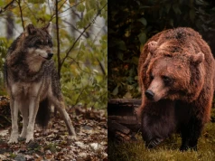 Rusza wielkie liczenie niedźwiedzi i wilków w polskich i słowackich górach, obejmie aż siedem parków narodowych
