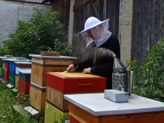 O najbardziej miododajnych roślinach, tegorocznym miodobraniu, śpiewie królowej i prawdziwym miodzie
