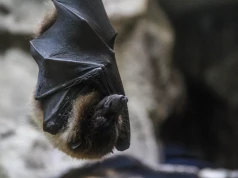Masz nietoperze w ogrodzie? Nie przeganiaj ich. Mogą uratować Twoje rośliny