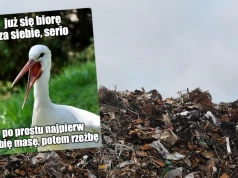 Badanie: spasione jedzeniem ze śmietników bociany mają coraz większe problemy z podróżą między kontynentami