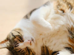 Ile waży twój kot na "ludzkie kilogramy"? Wynik może zaskoczyć