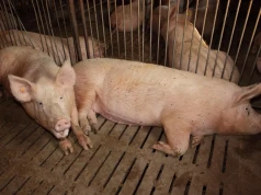 Do 2,16 mln zł dla organizacji producentów świń i bydła. Jest lista inwestycji