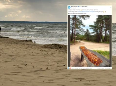 Wysyp bursztynów nad Bałtykiem. Pokazali imponujące zbiory
