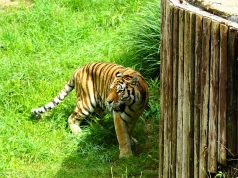 Dzień Tygrysa w Śląskim Ogrodzie Zoologicznym. Poznaj tygrysie zwyczaje i skorzystaj z ciekawych atrakcji!