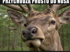 Nos jelenia to paczkomat dla larw