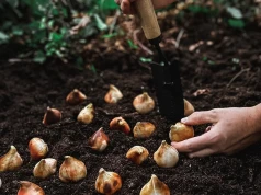 Posadź je w sierpniu. Wiosną sąsiedzi nie oderwą wzroku od twojego ogrodu