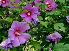 Mój hibiskus ma kwiaty duże jak talerze. Wszystko dzięki temu