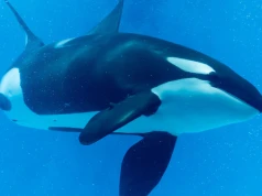 Roztrzaskały giganta na strzępy. Pierwsze takie nagranie z udziałem orek