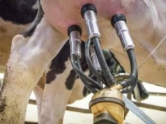 Wielka Brytania: Fale upałów uderzają w produkcję mleka