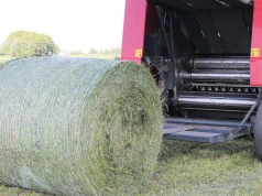 Rezerwy paszowe w gospodarstwie. Skąd wziąć dodatkową paszę dla bydła