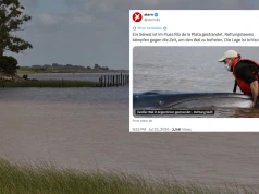 Wieloryb utknął na mieliźnie w Argentynie. Nie przeżył mimo akcji ratunkowej