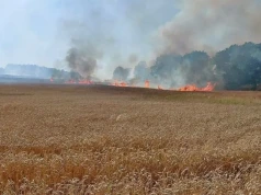 Pod Złotoryją spłonęło 20 hektarów pszenicy na pniu. Strażacy uratowali las