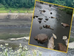 Katastrofa ekologiczna na Bobrze. Dzisiaj protest na drodze krajowej nr 5 w Kaczorowie