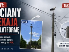 Sarny: bocianie gniazdo zniknęło w nocy. RDOŚ zawiadomił policję, teraz ruch należy do PGE