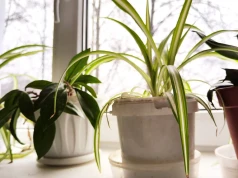 Wystarczy plastikowa butelka. Kwiaty przetrwają urlop bez podlewania
