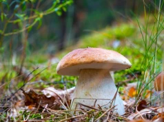 TOP 3 miejsca na grzyby w Polsce. Wszystkie województwa pod lupą