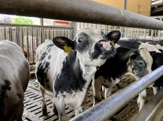 Rolnik nie czeka z inwestycjami. Nowa obora dla cieląt kosztowała 400 tys. euro