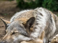 Wszczepili wilczycy metalową płytę i wypuścili. Możliwe, że już poluje