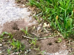 Mrówki mają gniazdo przy korzeniach? Rozsyp wokół, a zaczną uciekać